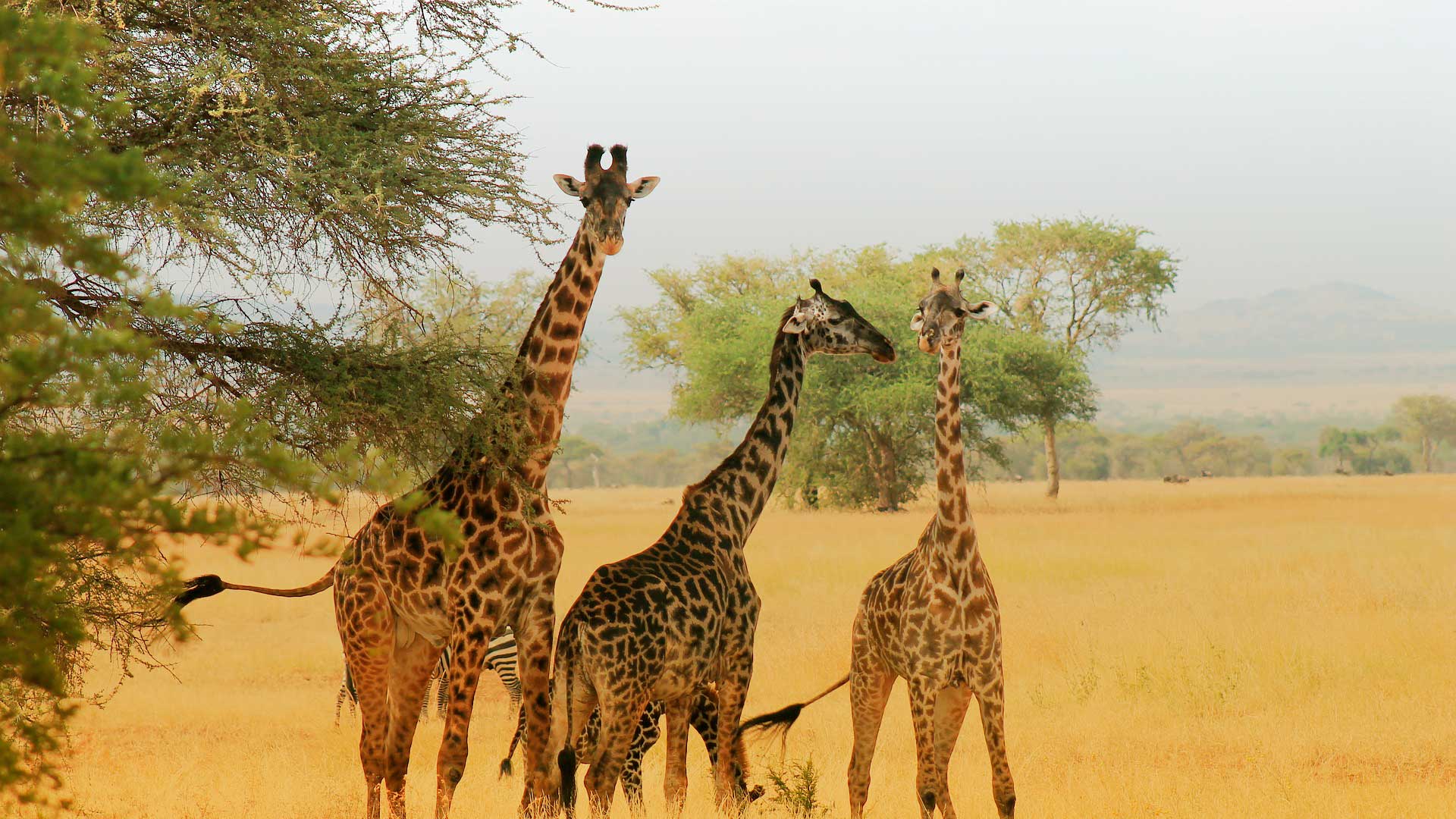 Safari Kenya & Tanzania