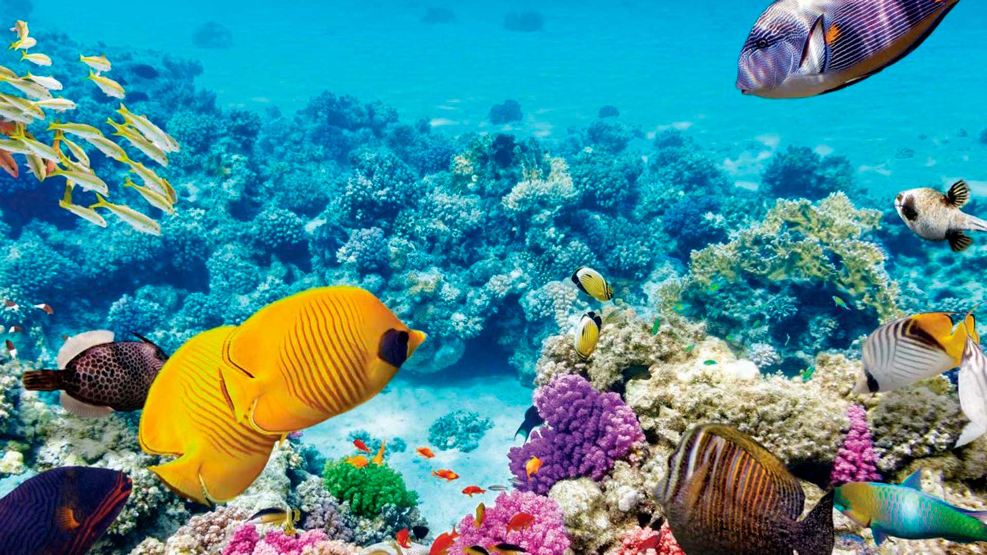 Australia, Beaches & Wildlife